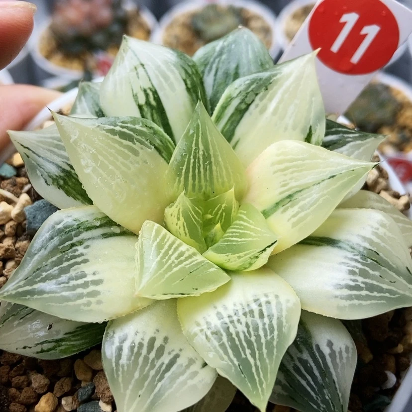 【闪购商品】蜀***头实生寿锦11