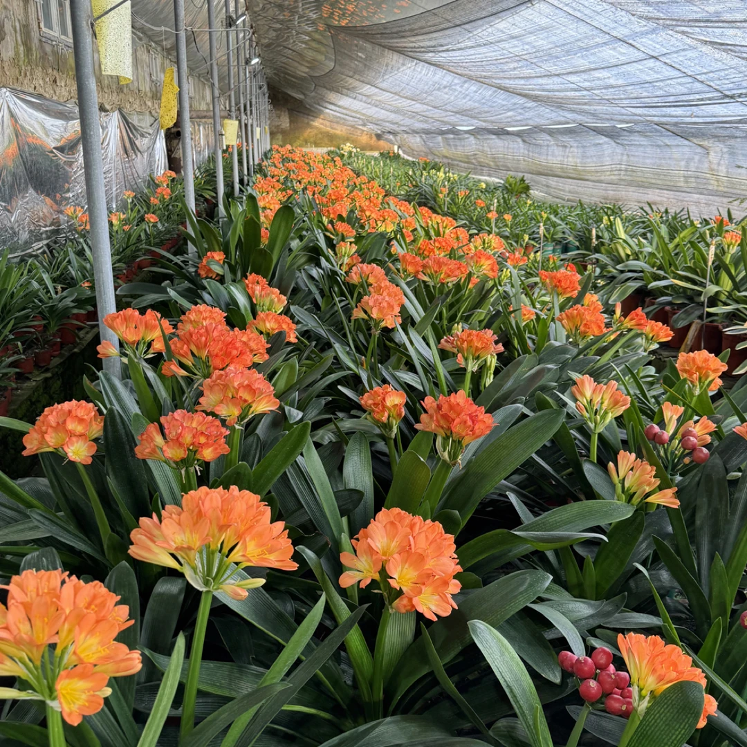 君子兰基地大种兰叶片有破损形体不正15片叶以上桔红色不带盆土