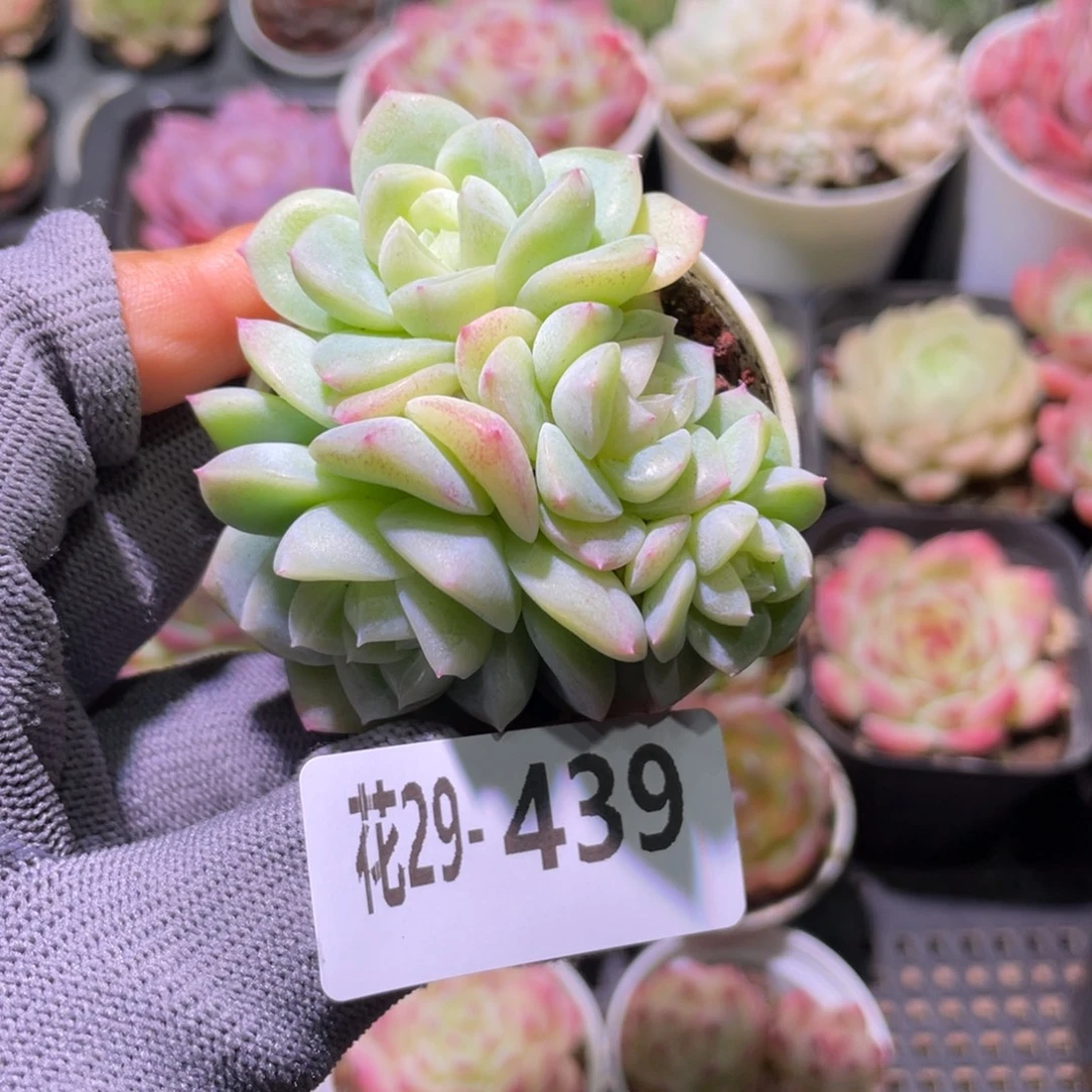 花利美29-439新品珍妮