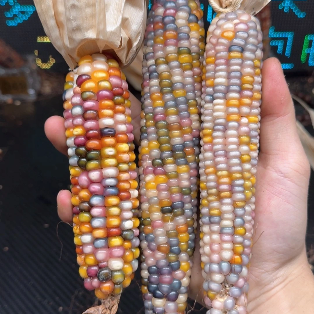 柏香籽/百香籽吊坠静****然