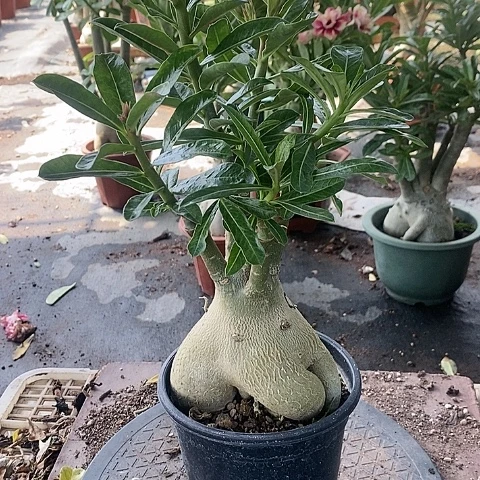 【闪购商品】无花朵嘉****
