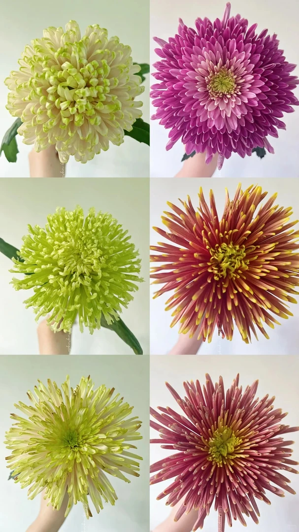 【烟花菊】 一单包邮 云南鲜花昆明基地现采现发