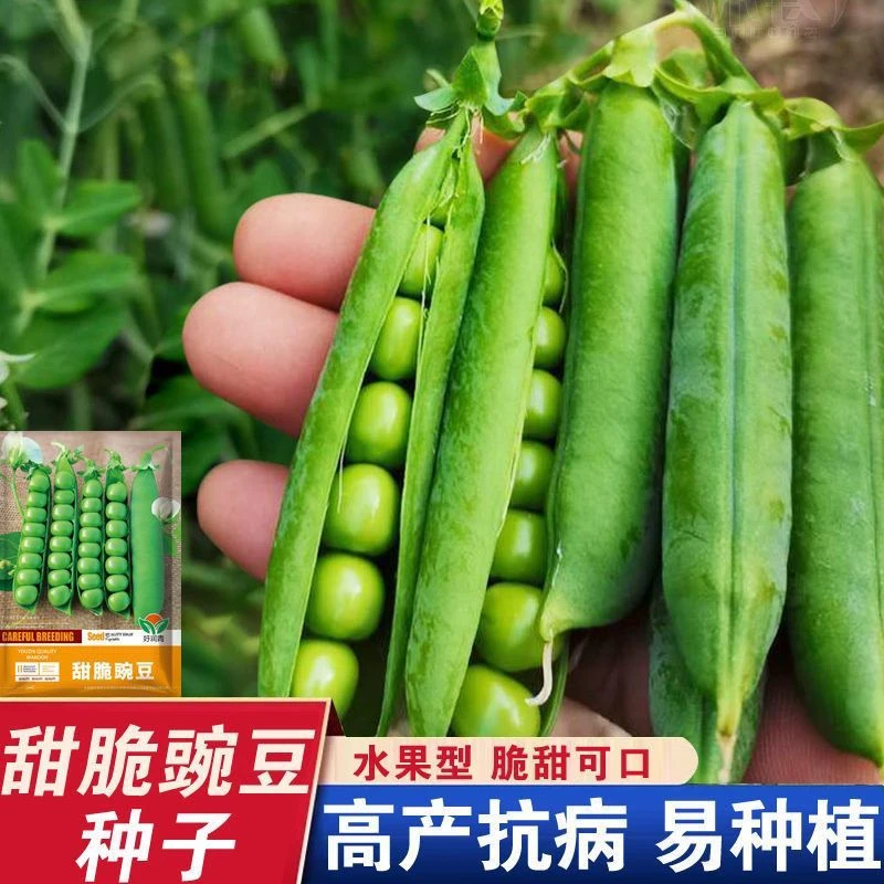 高产甜脆青豌豆种子豌豆种籽台湾长寿豆仁碗豆孑老品种碗豆种籽蔬