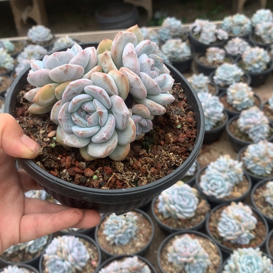 无花朵无砍哈哈哈哈哈哈哈5
