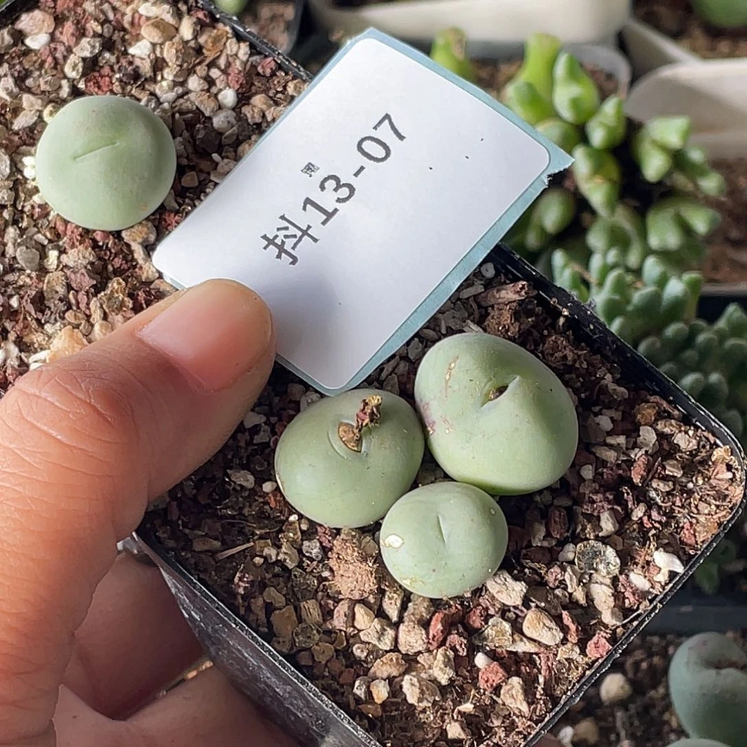莫***白13-7肉锥多肉植物
