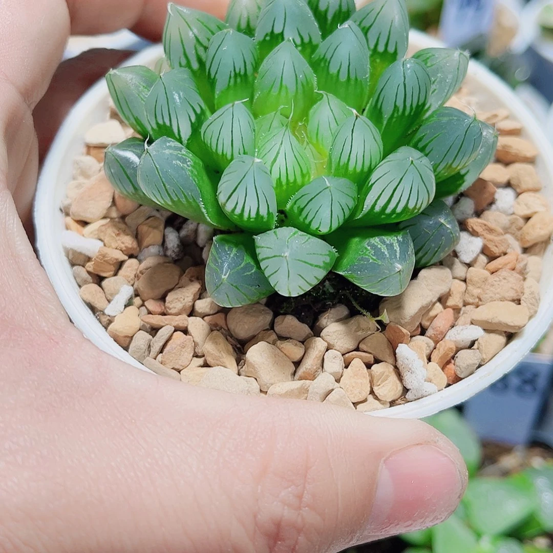 黑姬雨露新手福利