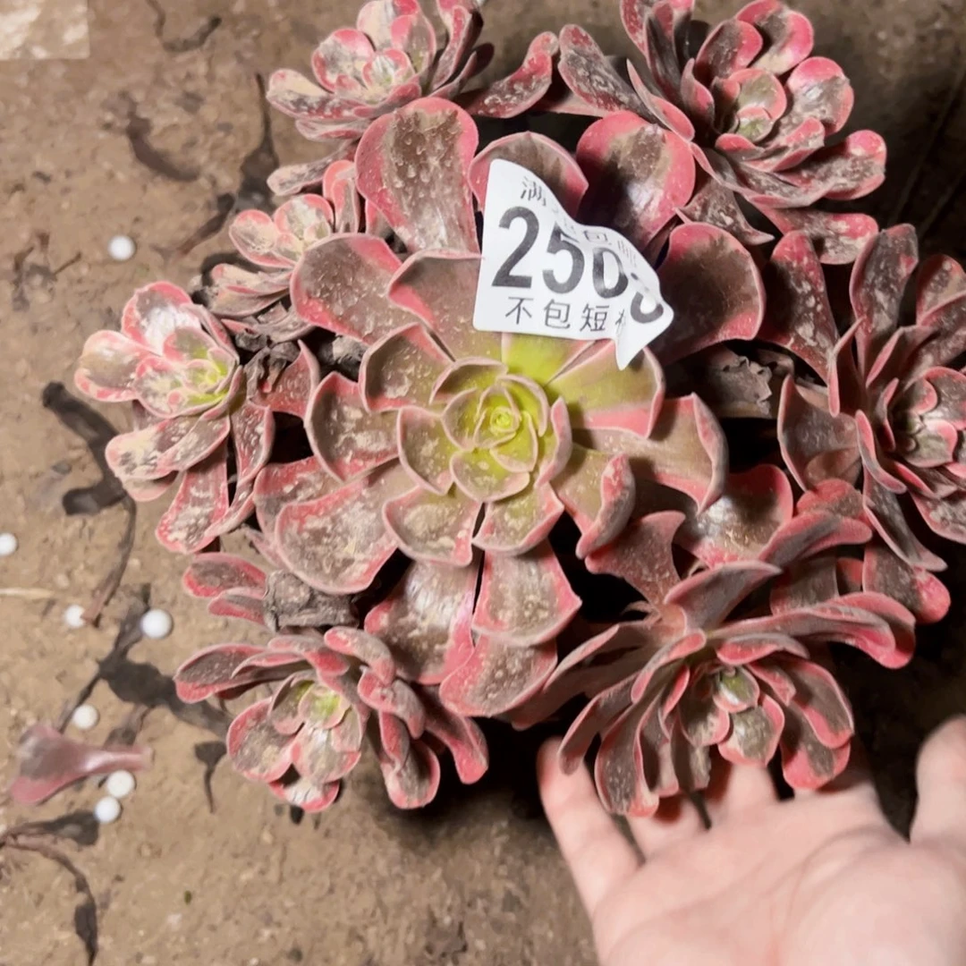 爱神多肉植物2503