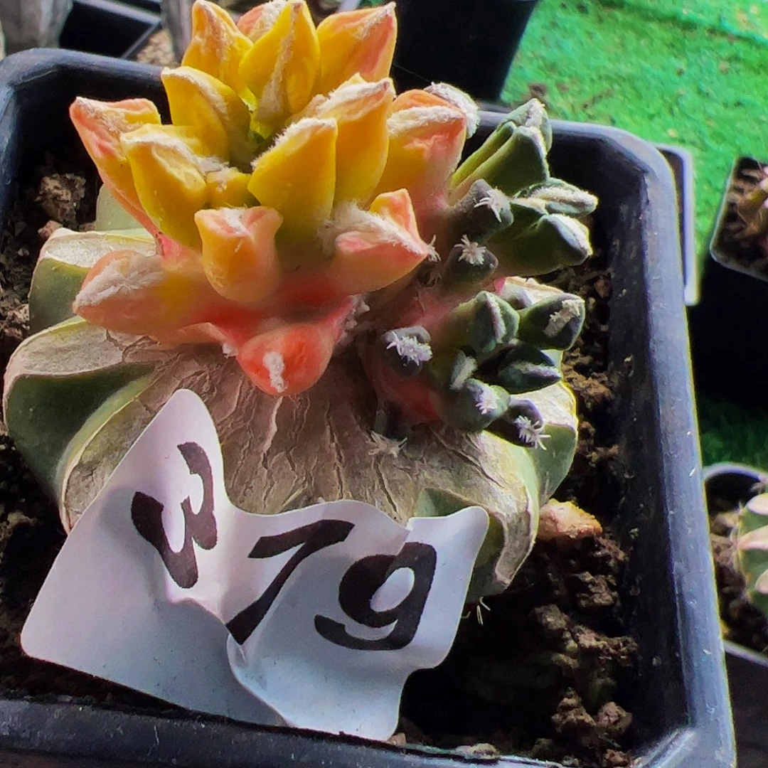 无花朵福利黑牡丹锦群379