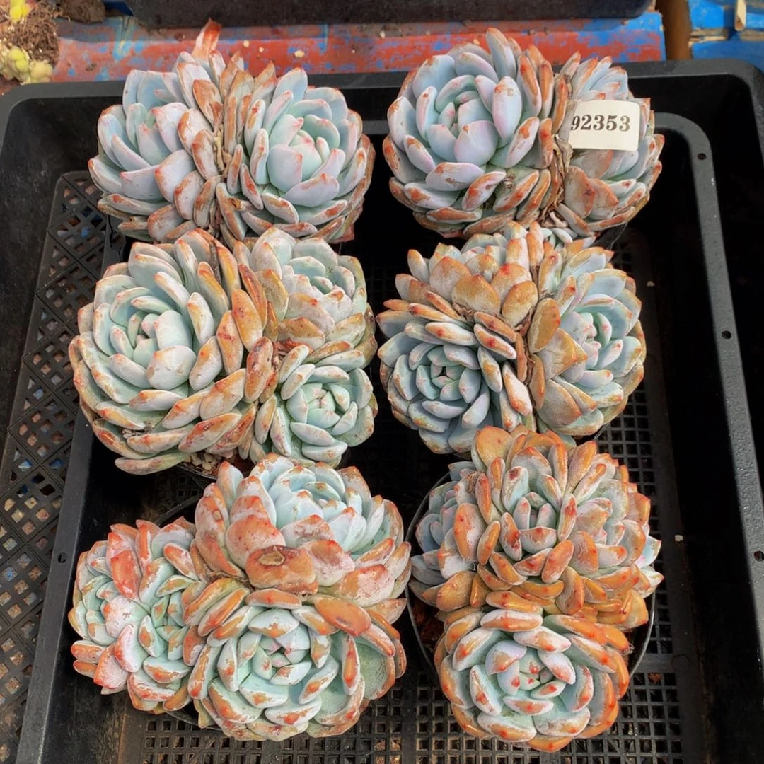92353六个嗯嗯嗯嗯嗯嗯嗯好