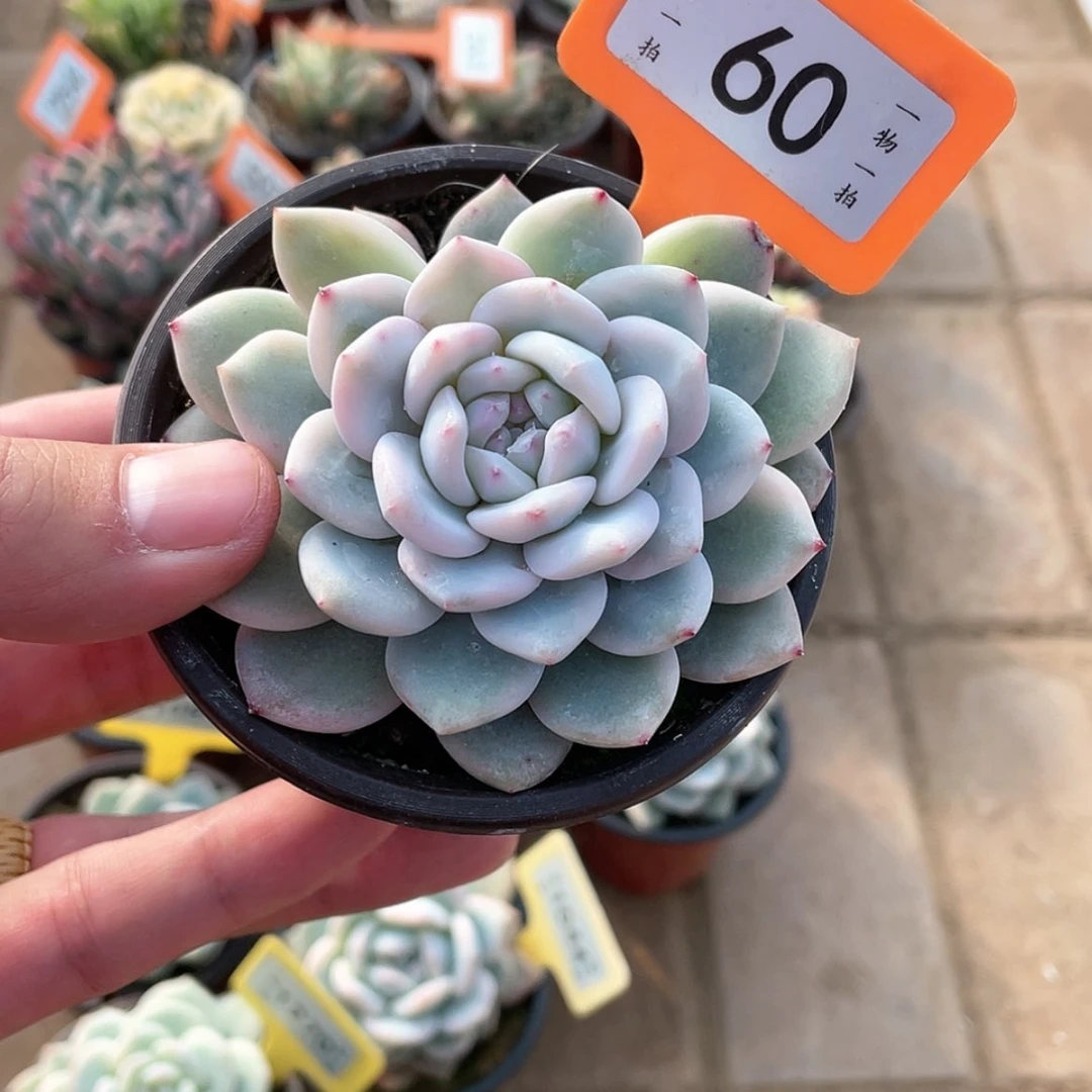 【闪购商品】60号的