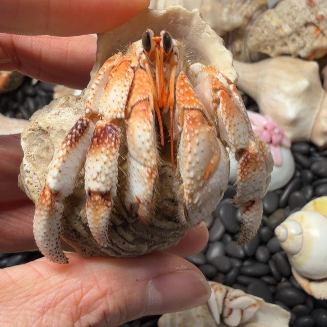 星星专属咖色关节毛球