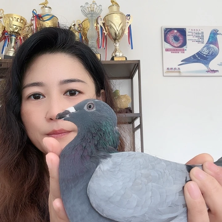 天成鸽园宋玉成赛鸽竞拍