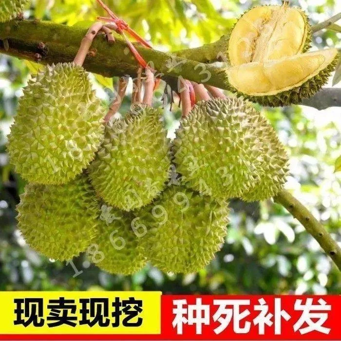 榴莲苗泰国榴莲嫁接果树苗猫山王金枕头南方北方种植盆栽当年结果