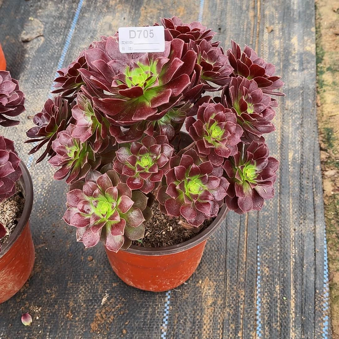 多肉植物705红玫瑰