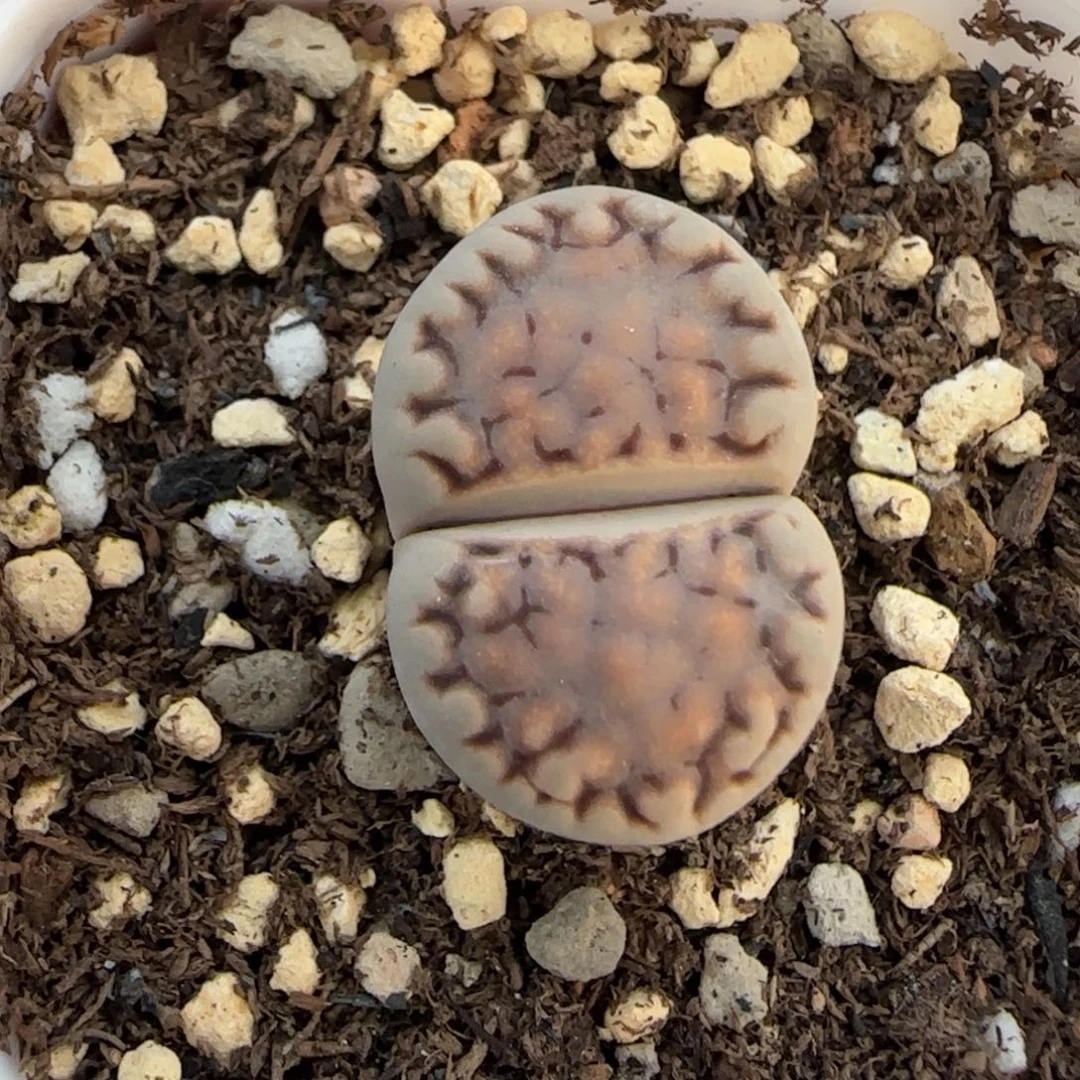 425饼干清框福利30包邮