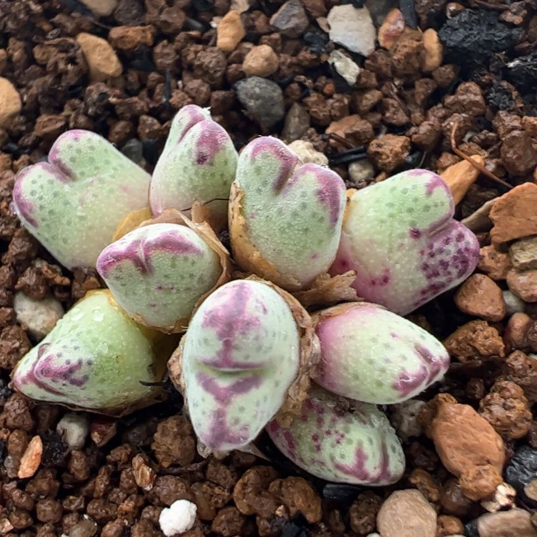 原始种斑马群多肉植物百科