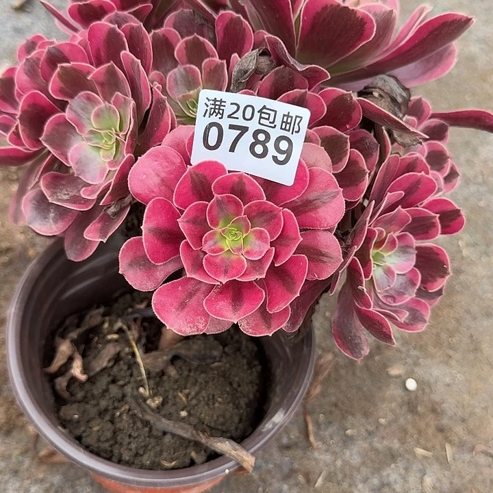 0789美杜莎多肉植物