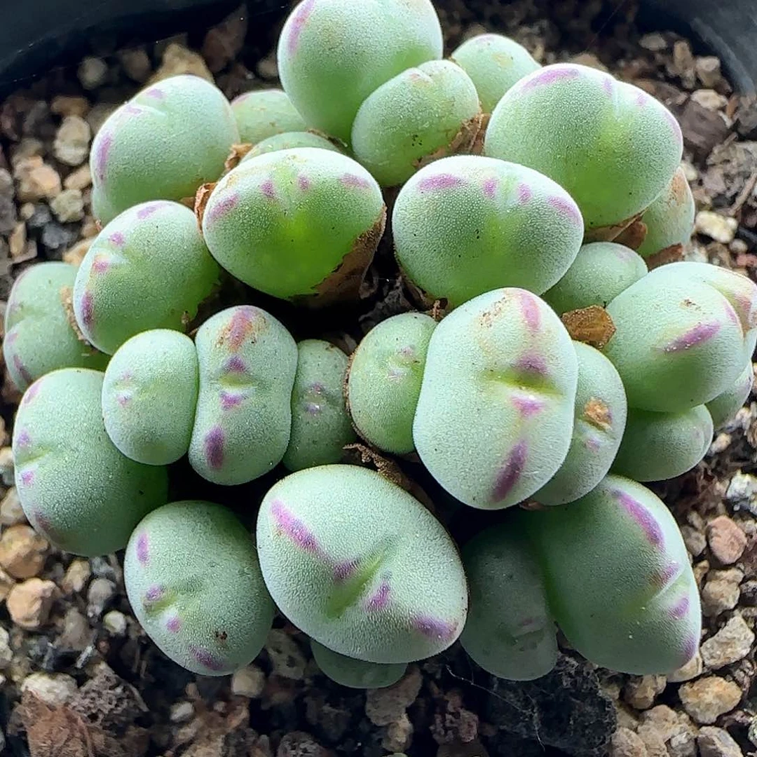 今天大甩卖咯42679