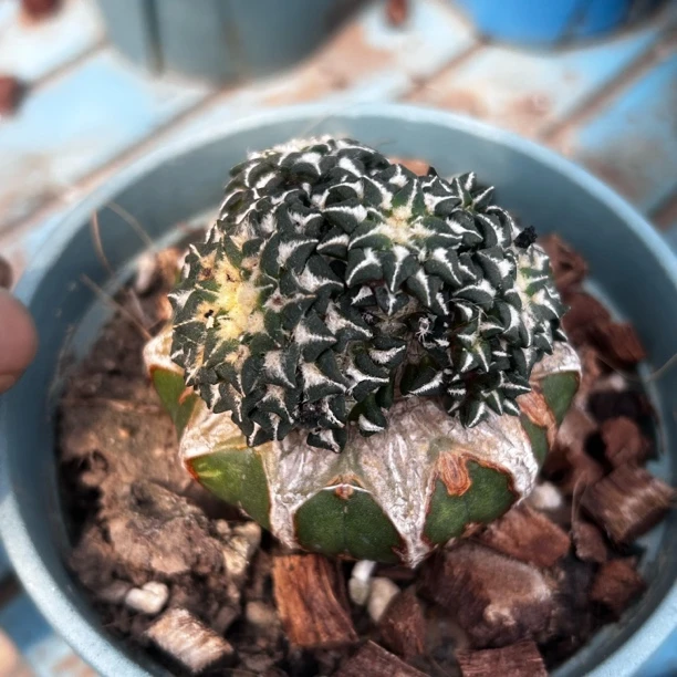 园艺仙人球/牡丹/黑牡丹群/a40