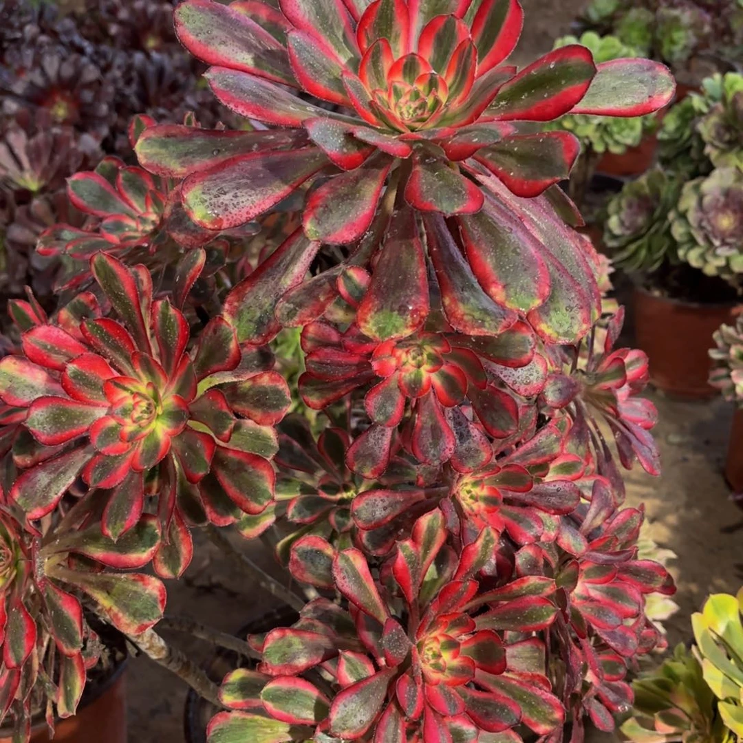 ****บ香奈儿一物一拍1989冷棚