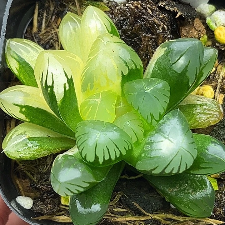 82老川玉露锦头家多肉十二卷