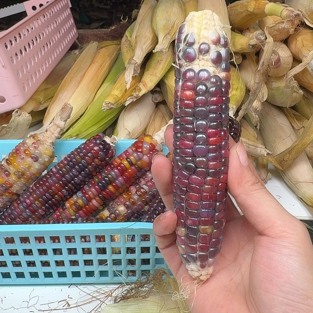 卡***奇梦之城新品梦宝1号