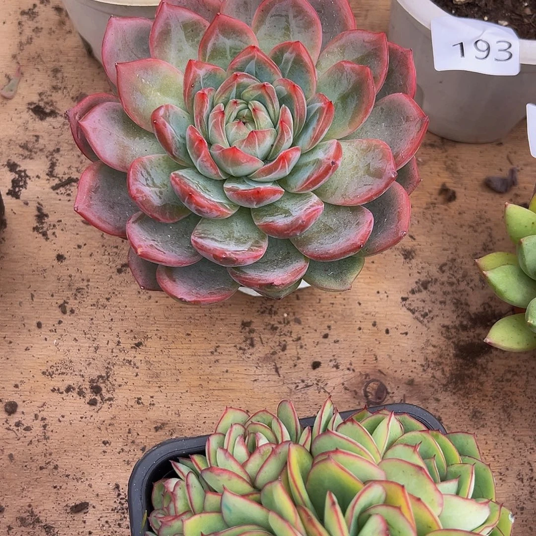 (***)好养活多肉植物红鸾