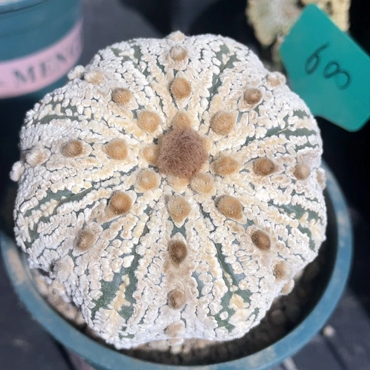 仙人球浓白兜8.5公分600