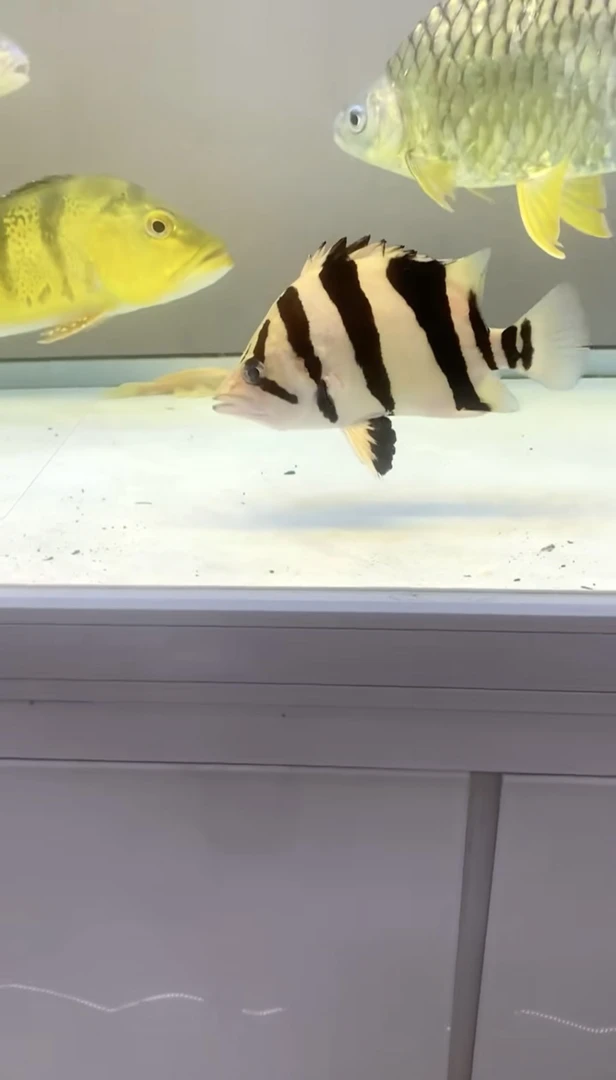 苏门答腊四纹活体热带鱼龙鱼配鱼苏虎泰虎三纹