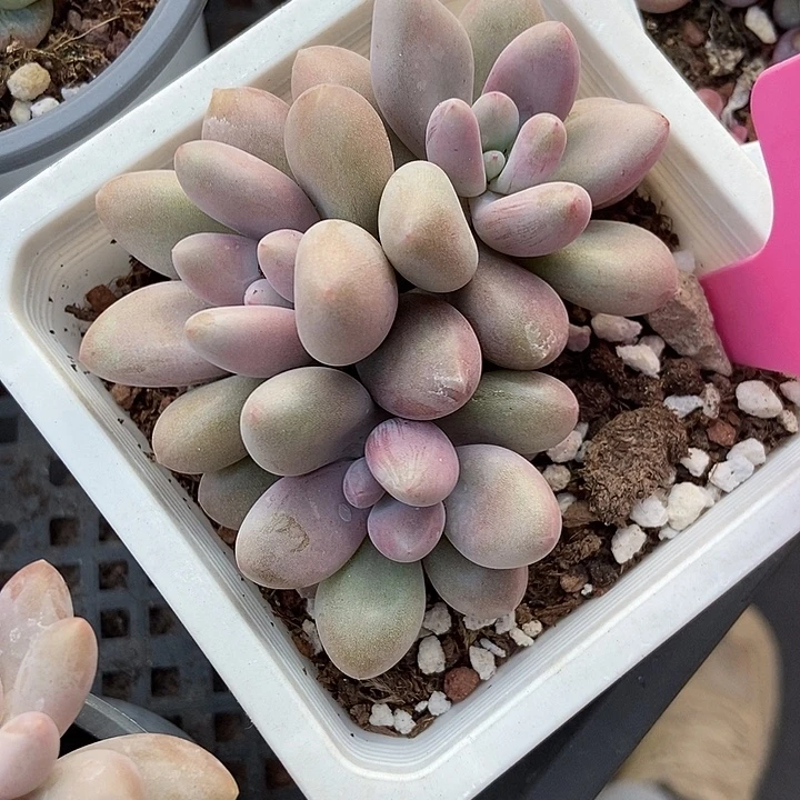 多肉植物原石玉美人80