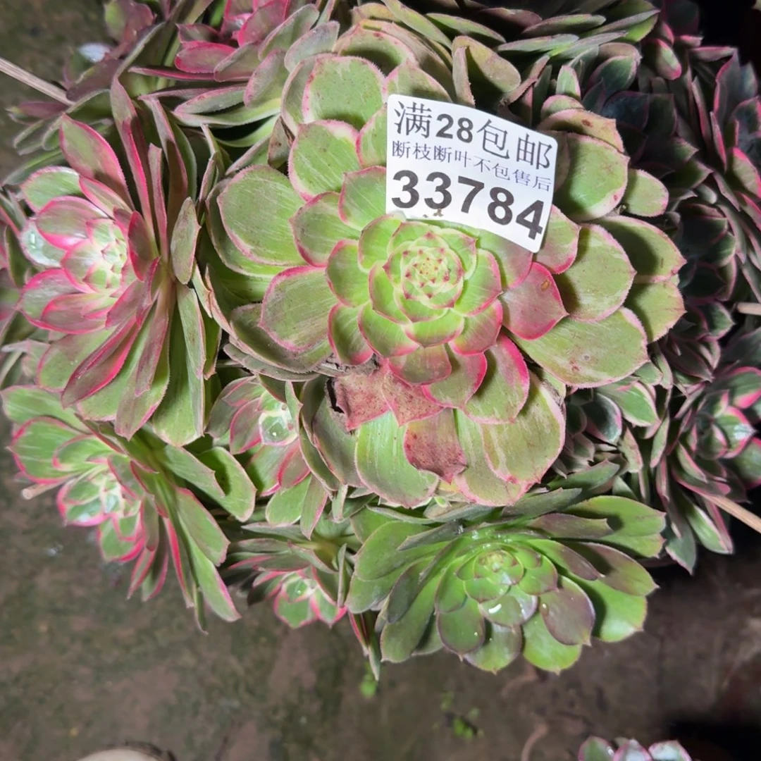 33784莲花座多肉植物