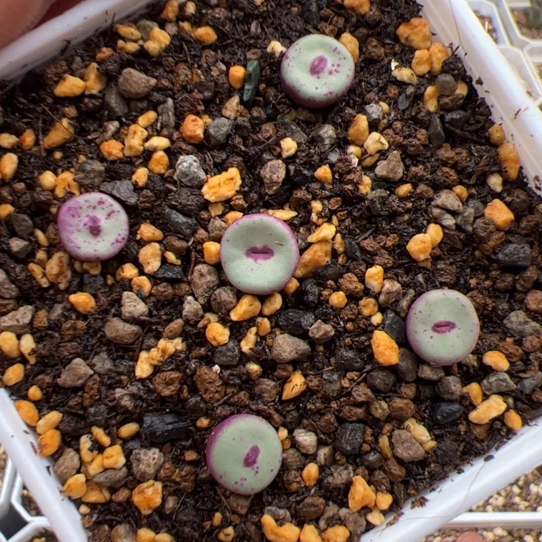 9.27小红嘴427多肉植物30