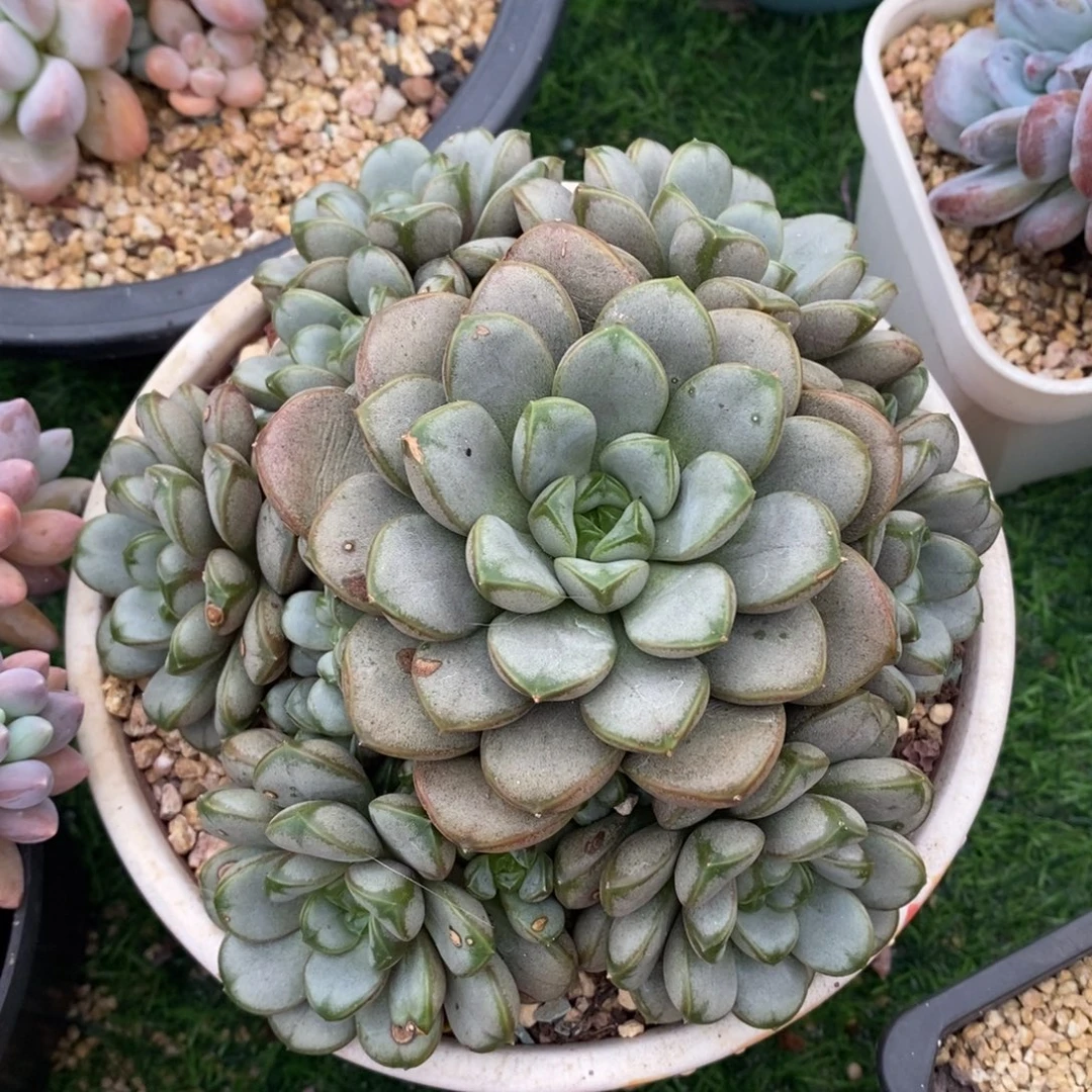 葡萄无砍手捧包邮