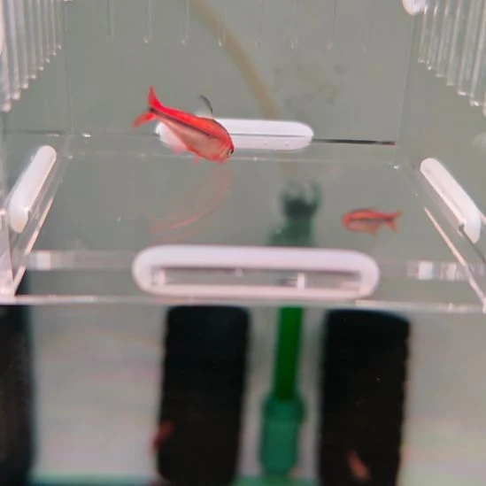 灯科鱼白金红HY魔鬼灯鱼