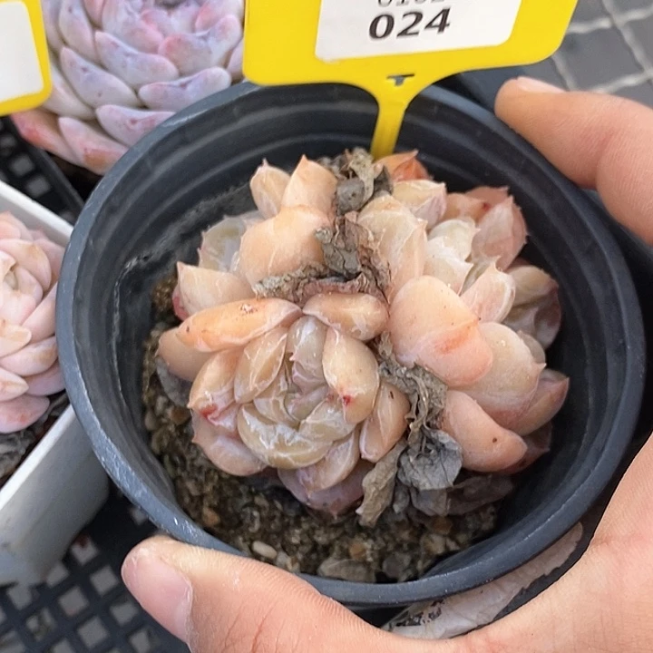 0102024珍妮 元旦福利