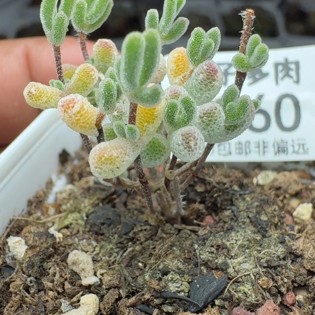 小星星带盆土。