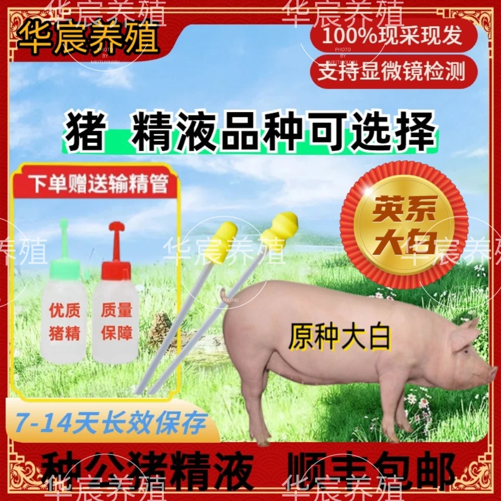 大白种猪优质精液批发品种可选一件包邮原种恒温箱发货包对版