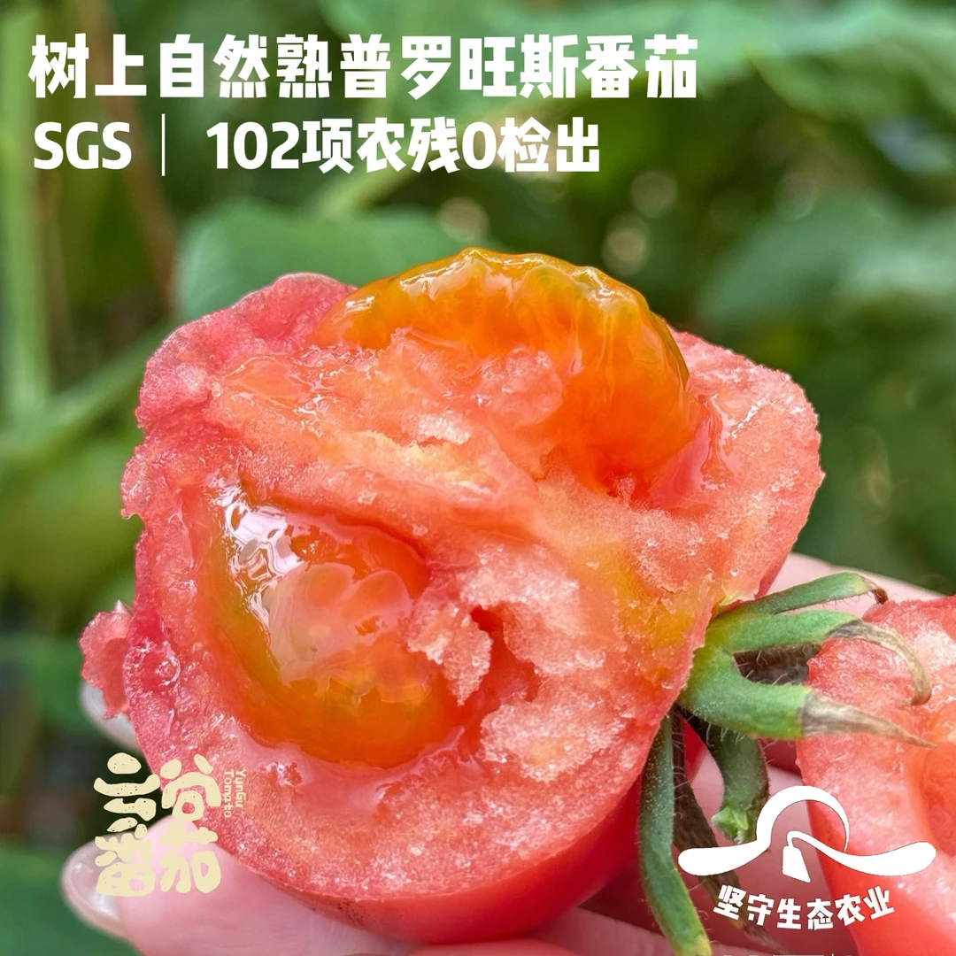 【普罗旺斯番茄】纯正品种丨第七季无农药无化工污染，无膨大！
