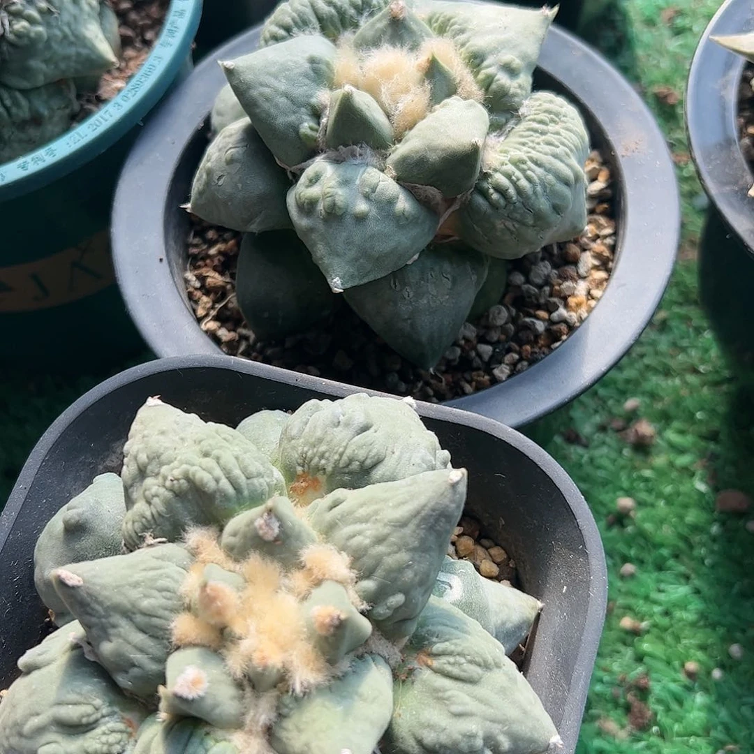 夜****1两颗怒涛牡丹仙人球266