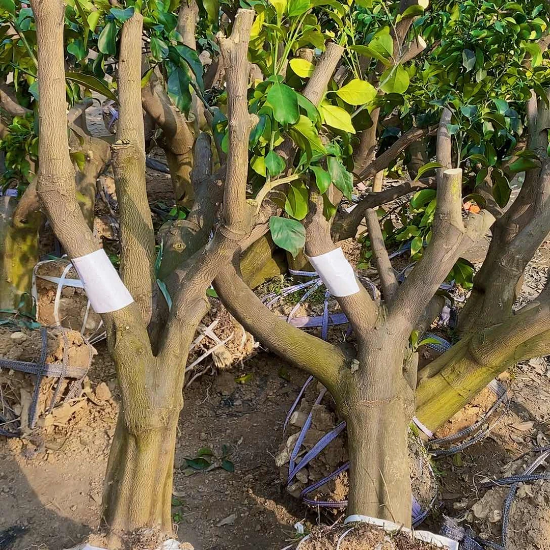 无花朵一颗川红橘一颗沃柑