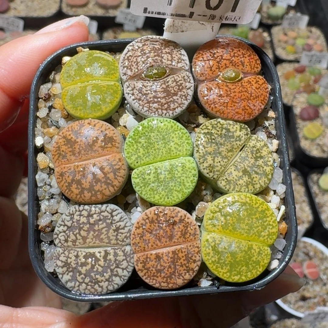 高品质生石花清清1101