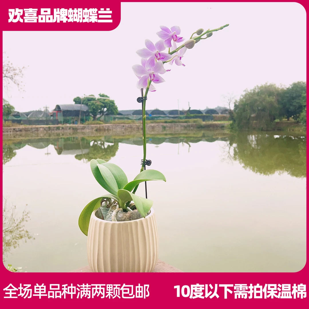 【紫水晶】蝴蝶兰室内绿植鲜花高级礼品