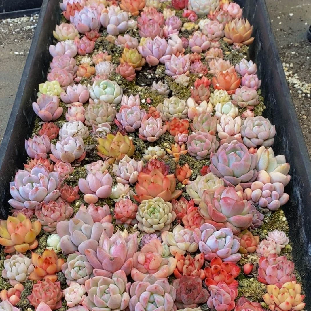 977多肉植物纤维面膜贴上