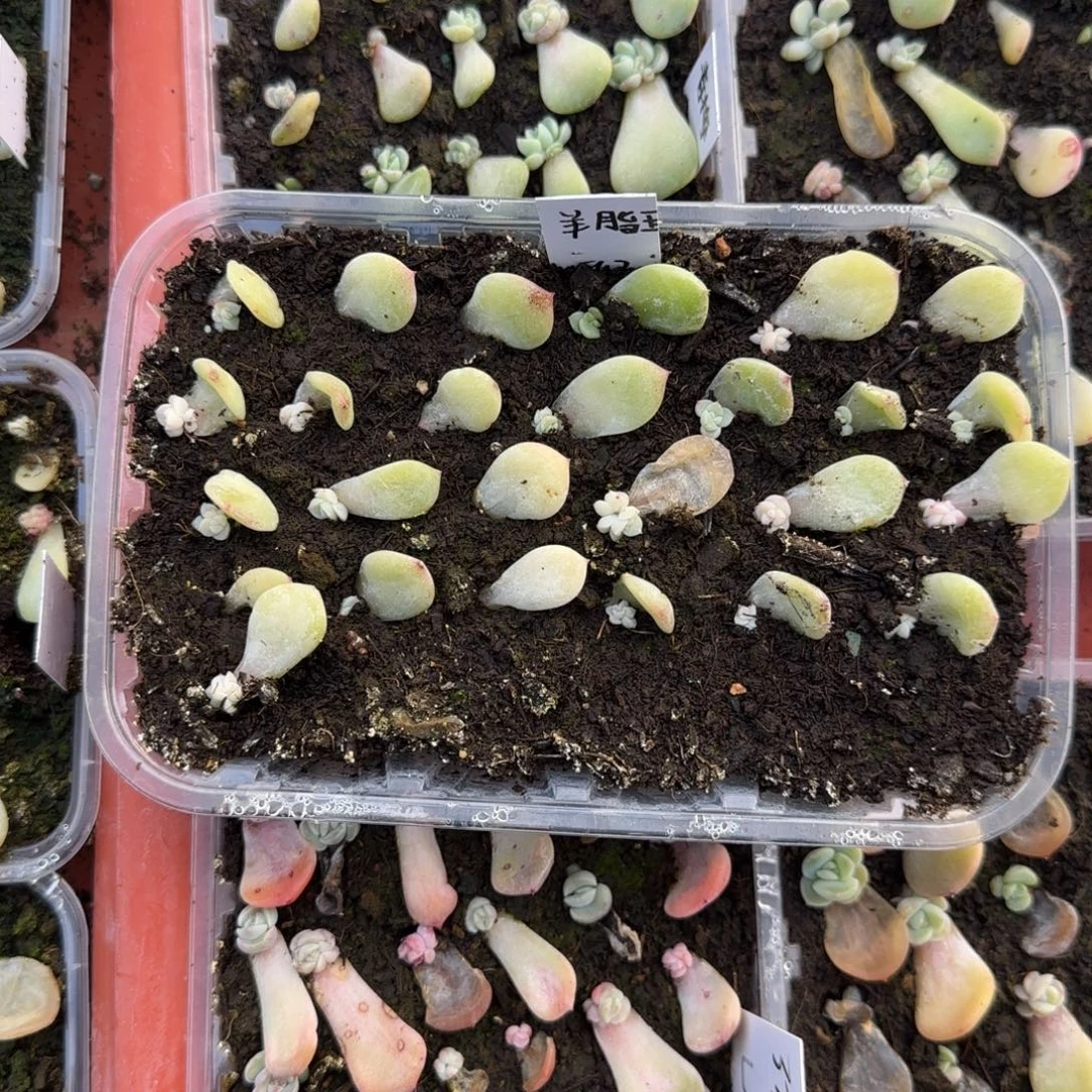 羊脂玉芝麻穴一个满25包邮