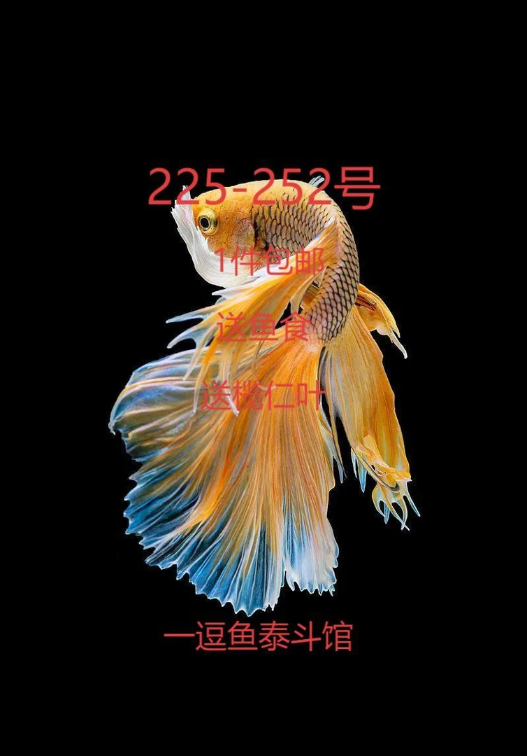 泰国热带五彩观赏鱼直播选号225-252号 活体发货