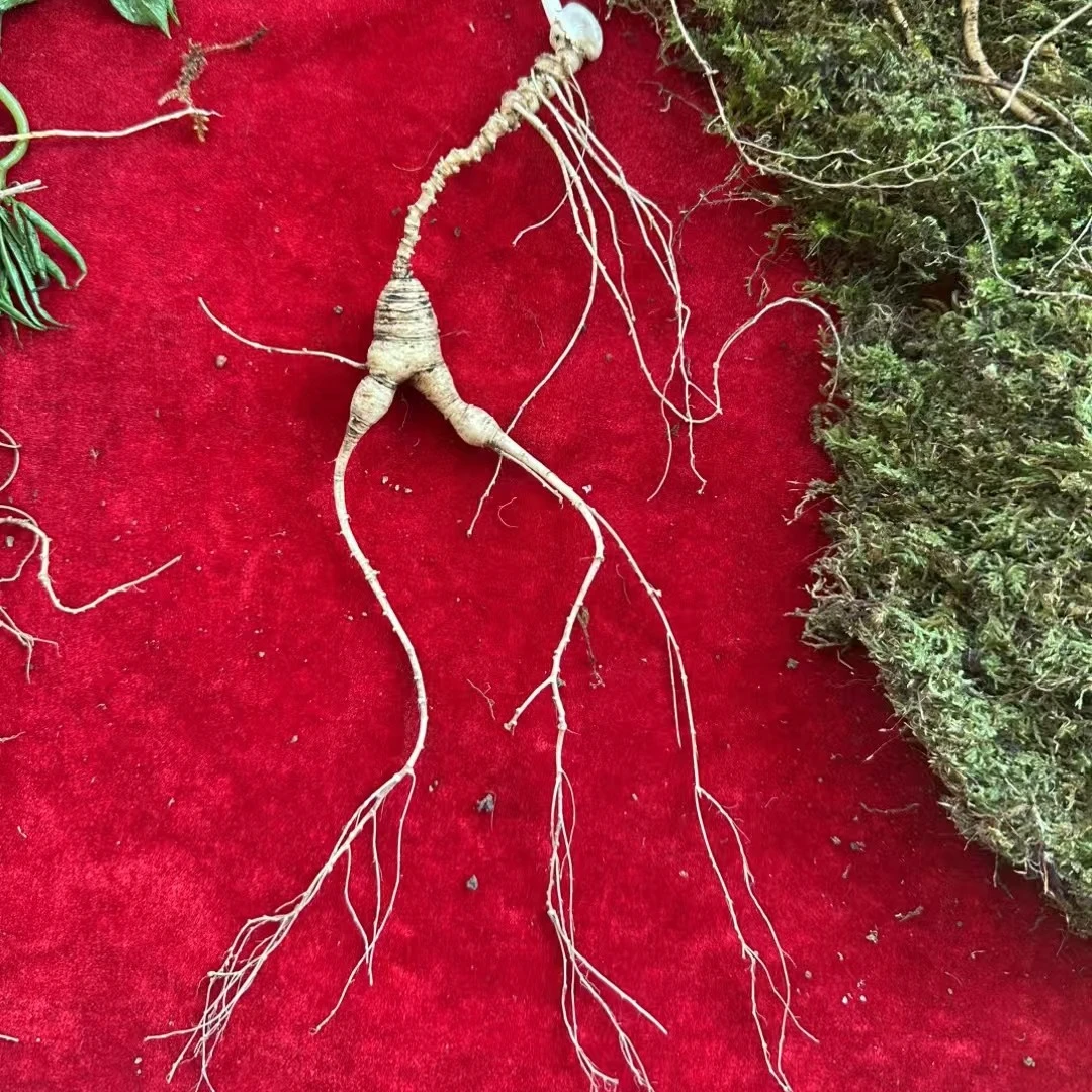 长白山新鲜放山参以直播间实物为准(生鲜不包邮不支持退换货)