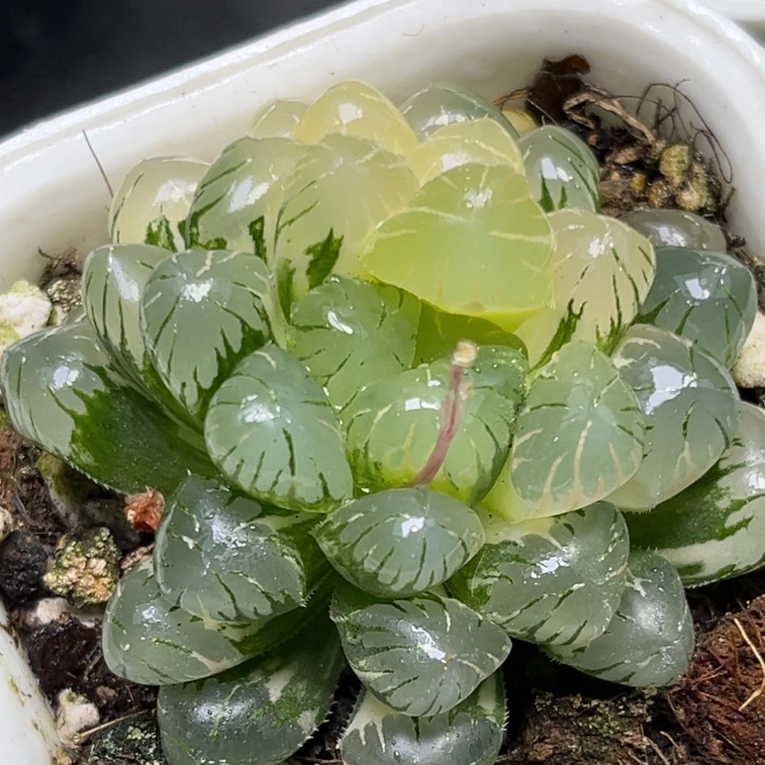 恭喜发财大吉大利188