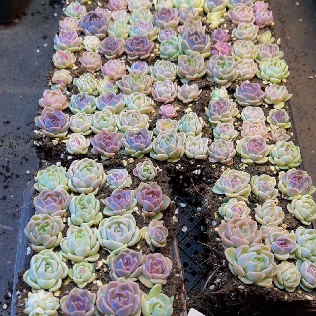 280多肉植物量拍一盒保底24颗