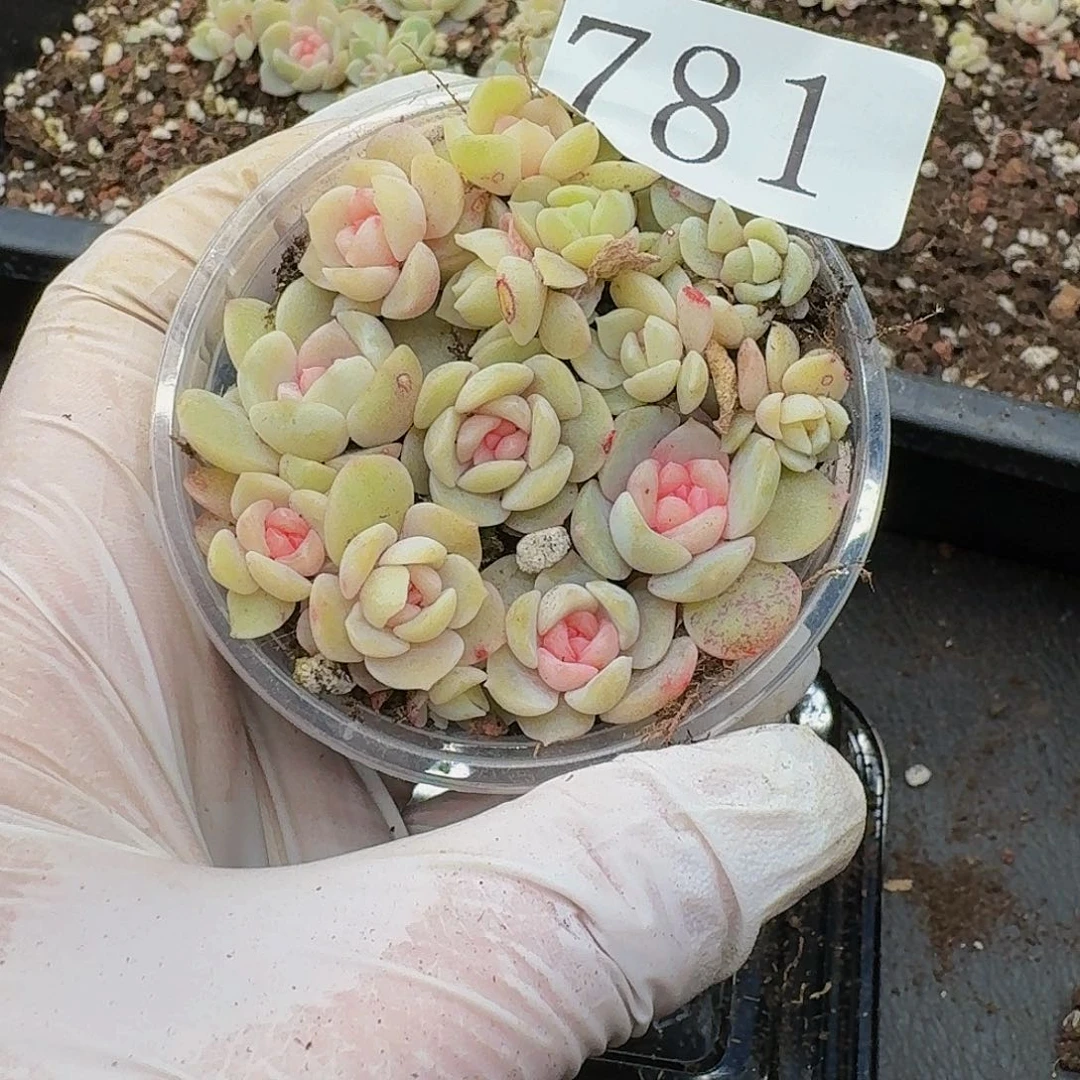 多肉植物多肉植物781