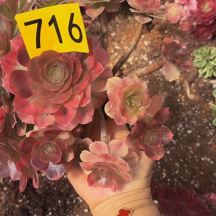 多肉植物雨菏716